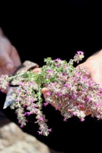 Primavera Ute Leube sammelt Blüten am Wegesrand